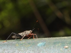 Notobitus sexguttatus