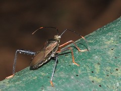 Notobitus sexguttatus