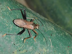 Notobitus sexguttatus
