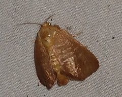 Tortricidia pallida