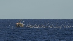 Chroicocephalus novaehollandiae