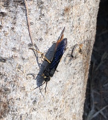 Urocerus cressoni