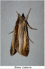 Cucullia convexipennis
