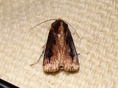 Agrotis robusta