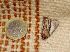 Agrotis robusta