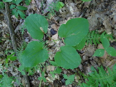 Smilax ecirrhata