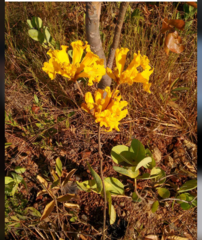 Handroanthus coronatus