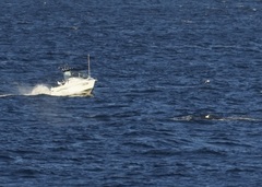 Megaptera novaeangliae