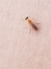 Ptecticus trivittatus