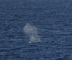 Megaptera novaeangliae