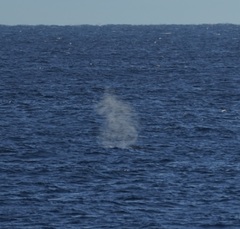 Megaptera novaeangliae