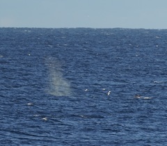 Megaptera novaeangliae