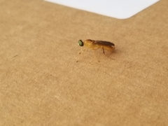 Ptecticus trivittatus