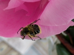 Trichiotinus assimilis