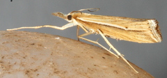 Hednota acontophora