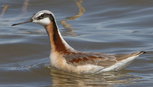Wilson's Phalarope