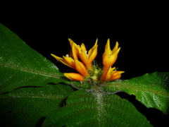 Image of Hoffmannia limonensis
