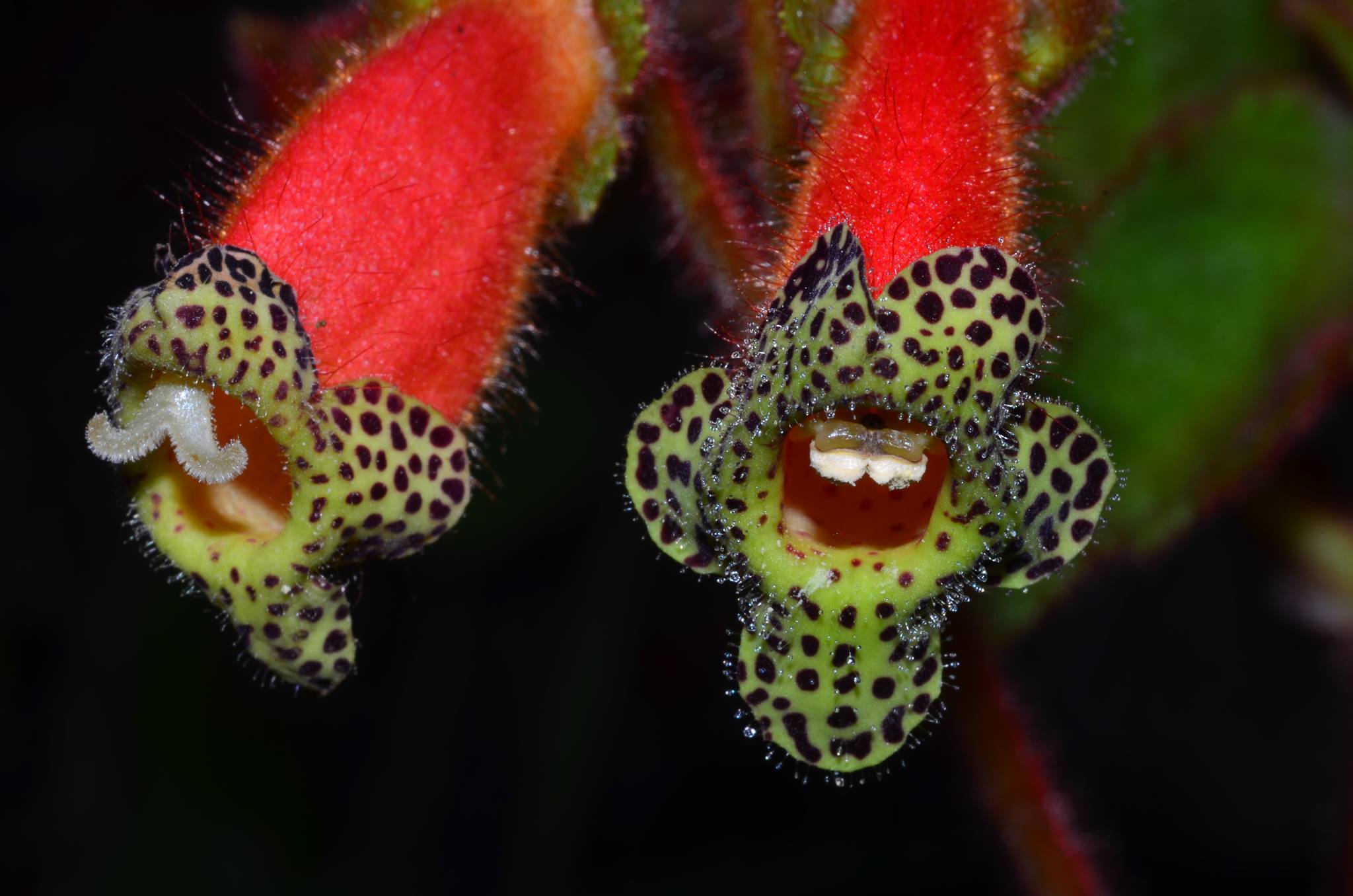 Kohleria