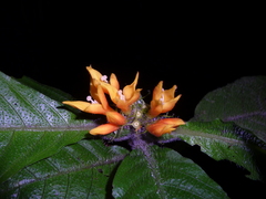 Hoffmannia limonensis