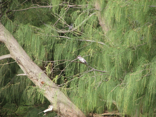 Ceryle rudis
