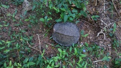 Rhinoclemmys pulcherrima rogerbarbouri