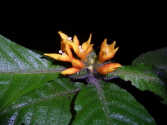 Hoffmannia limonensis
