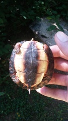 Rhinoclemmys pulcherrima rogerbarbouri