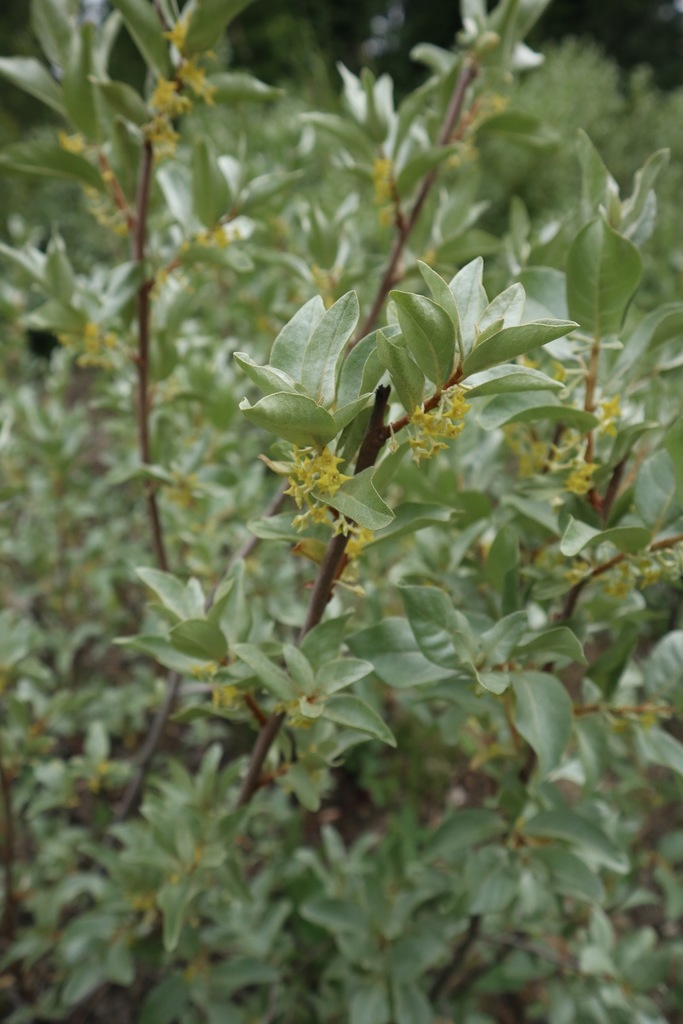 Silverberry