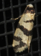 Lepidoscia characota