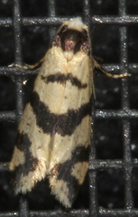 Lepidoscia characota