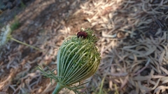 Graphosoma