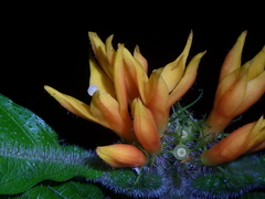 Hoffmannia limonensis