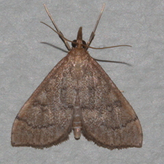 Metasia dicealis