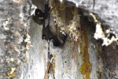 Camponotus modoc