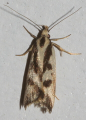 Epithymema incomposita