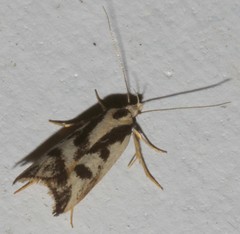Epithymema incomposita