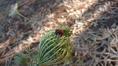 Graphosoma