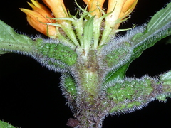 Hoffmannia limonensis