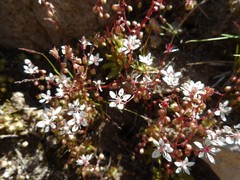 Micranthes bryophora