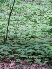 Hydrophyllum canadense