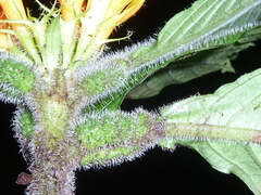 Hoffmannia limonensis