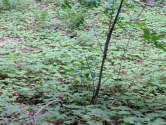 Hydrophyllum canadense