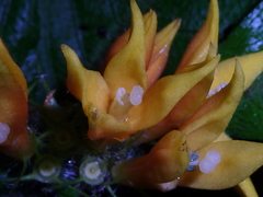 Hoffmannia limonensis