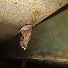 Gonodonta nitidimacula