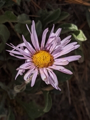 Erigeron algidus