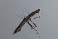Amblyptilia