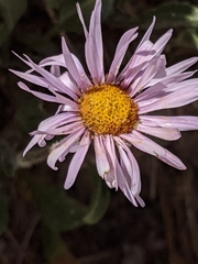 Erigeron algidus