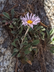 Erigeron algidus