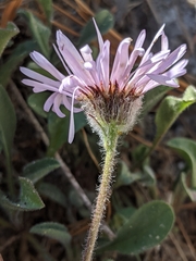 Erigeron algidus