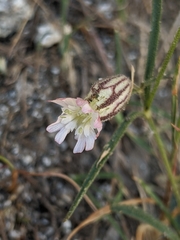 Silene sargentii